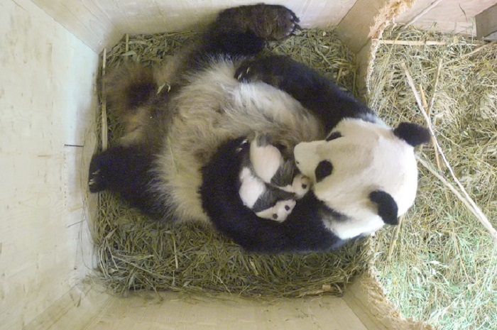 Baby panda twins born at Vienna zoo are brother and sister 